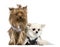 Yorkshire Terrier and Chihuahua, 3 years and 18 months old