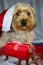 Yorkshire terrier with christmas hat, sweet face