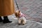 Yorkshire Terrier on a cobblestone