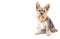 Yorkshire Terrier with copyspace