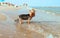 Yorkshire Terrier cute thoroughbred and cheerful runs on the beach in the water, wet and happy. Tourism and rest. Animals. Nature