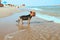 Yorkshire Terrier cute thoroughbred and cheerful runs on the beach in the water, wet and happy. Tourism and rest. Animals. Nature