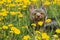 Yorkshire terrier in the dandelion meadow