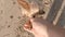 Yorkshire Terrier dig fighting for a stick from human at the beach. First person pov.