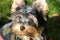 Yorkshire terrier dog