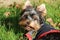 Yorkshire terrier dog