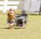 Yorkshire Terrier dog