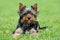 Yorkshire Terrier dog