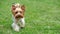 Yorkshire Terrier dog