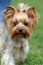 Yorkshire Terrier dog