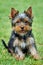 Yorkshire Terrier dog