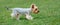 Yorkshire Terrier dog