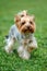 Yorkshire Terrier dog