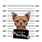 Yorkshire Terrier dog Bad boy. Dog prison. Police mugshot background. Yorkshire terrier criminal. Arrested dog. Vector.