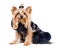 Yorkshire terrier dog in black clothes