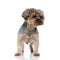 Yorkshire terrier dog with brown fur standing and looking away