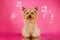 yorkshire terrier dog cool bright photo on pink background cute