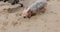 Yorkshire Terrier dog digging in the sand on beach. Close up.