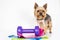 Yorkshire terrier dog with dumbbell sport on a white background