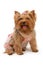 Yorkshire Terrier Dog in Fancy Clothes