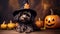 Yorkshire terrier dog in Halloween costume and pumpkins, little pet indoor