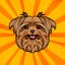 Yorkshire terrier dog head. Cute domestic dog portrait. Dogs face, muzzle. Colorful background. Vector.