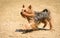 Yorkshire terrier dog with long hair walking and playing on beach sand