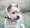 Yorkshire terrier dog portrait close-up in soft evening light