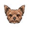 Yorkshire terrier dog portrait. Dog face, head, muzzle. Yorkshire terrier breed. Vector.