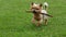Yorkshire Terrier dog running with stick in mouth. Slow motion.