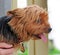Yorkshire terrier dog side profile