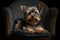 Yorkshire terrier dog sitting in the chair