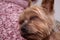 Yorkshire Terrier dog sleeping in the arms of a person in a pink woolly jumper
