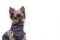 Yorkshire terrier dog in a suit on a white background. Little dog isolated on a white background. Sheared dog. A pet