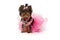 Yorkshire Terrier Dog Wearing Pink Tutu