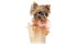 Yorkshire terrier dog wearing sunglasses and a pink blouse