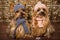 Yorkshire terrier dogs dressed up for winter