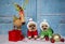 Yorkshire terrier dogs wearing Santa outfit