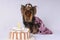 Yorkshire terrier in a dress with cake