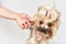 Yorkshire Terrier executes commands isolated background