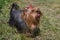 Yorkshire terrier faithfully looks at the owner