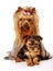 Yorkshire Terrier family