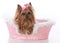 yorkshire terrier female in a dog bed