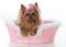 yorkshire terrier female in a dog bed