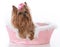 yorkshire terrier female in a dog bed