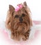 yorkshire terrier female in a dog bed