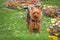 Yorkshire terrier in garden