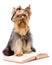 Yorkshire Terrier with glasses read book. on whit