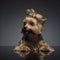 Yorkshire Terrier on the gray graduated background