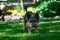 Yorkshire Terrier on green meadow in the garden